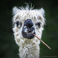2022 Comedy Pet Photo Awards