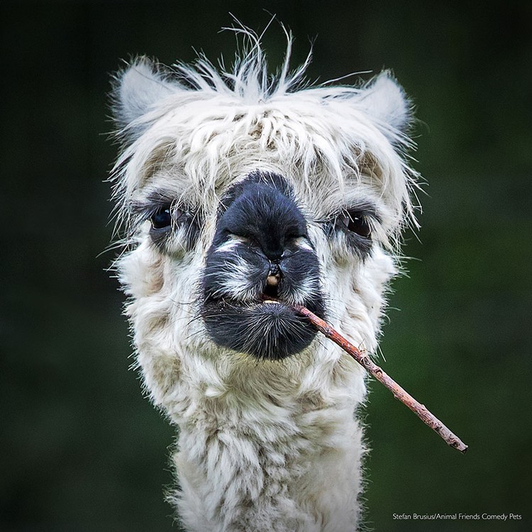 2022 Comedy Pet Photo Awards
