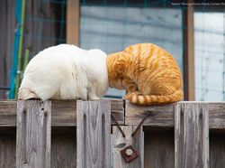 Ngakak, Foto Konyol Hewan Jawara Comedy Pet Photo Awards