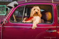 2022 Comedy Pet Photo Awards