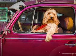 Ngakak, Foto Konyol Hewan Jawara Comedy Pet Photo Awards