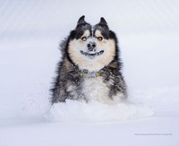 2022 Comedy Pet Photo Awards