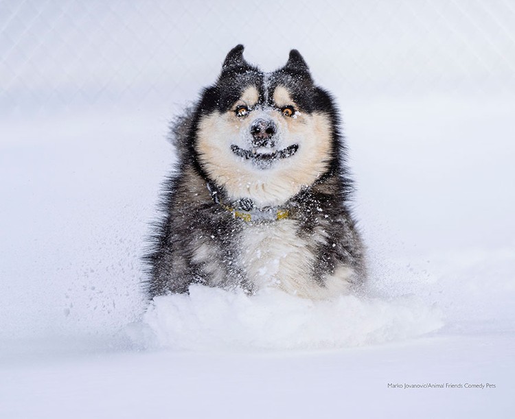 2022 Comedy Pet Photo Awards 2022 Comedy Pet Photo Awards