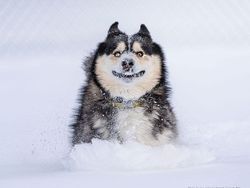 Ngakak, Foto Konyol Hewan Jawara Comedy Pet Photo Awards