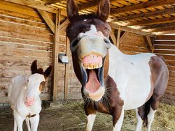 Ngakak, Foto Konyol Hewan Jawara Comedy Pet Photo Awards