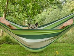 Ngakak, Foto Konyol Hewan Jawara Comedy Pet Photo Awards