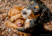 2022 Comedy Pet Photo Awards