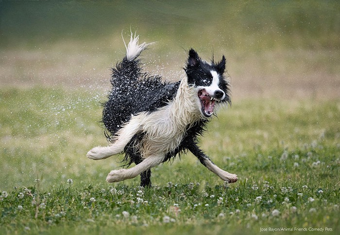 2022 Comedy Pet Photo Awards