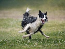 Ngakak, Foto Konyol Hewan Jawara Comedy Pet Photo Awards