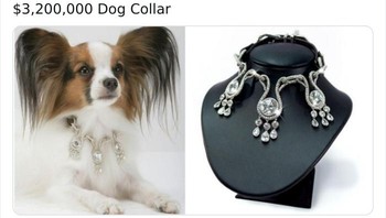 Kalung anjing jutaan dolar karena perhiasannya mewah. Foto: Bored Panda