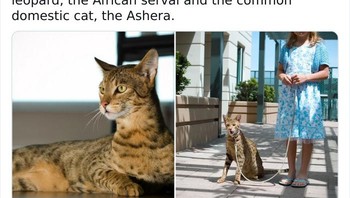 Kucing yang begitu mahal karena diklaim campuran berbagai ras unggul. Foto: Bored Panda