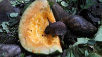 Menurut pengusaha berusia 42 tahun itu, bekicot di negaranya diibaratkan seperti kaviar, daging berharga yang tidak dapat dibandingkan dengan daging sapi.