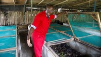 Menyiasati dampak deforestasi yang telah mengurangi habitat asli bekicot raksasa di Afrika, seorang pengusaha Pantai Gading, Bernus Bleu membangun peternakan bekicot raksasa tersebut di Azaguie.