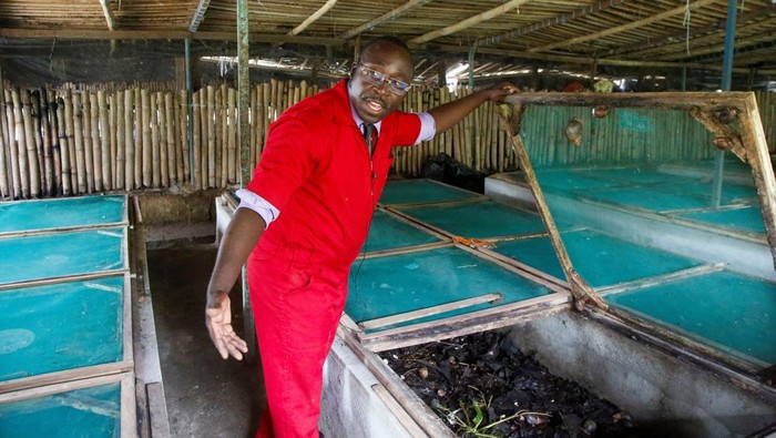 Beternak Bekicot Afrika yang Lebih Mahal dari Daging Sapi Bernus Bleu manager of Cote d'Ivoire snail company inspects a snails farm in Azaguie, Ivory Coast September 16, 2022. REUTERS/Luc Gnago