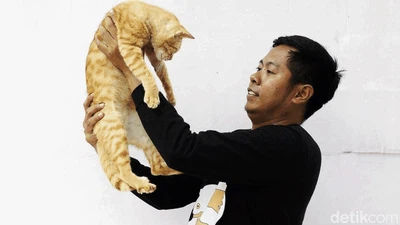 Malaikat Kucing-kucing Terlantar