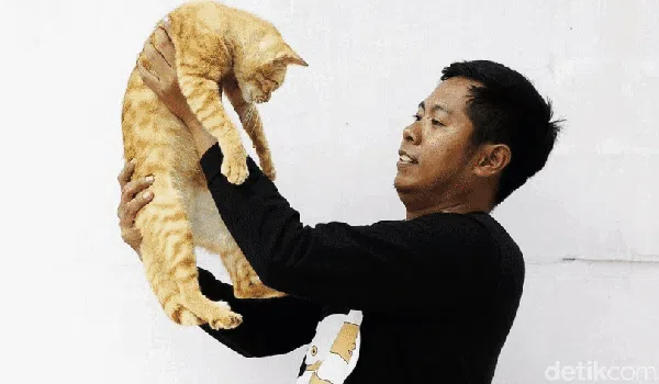 Malaikat Kucing-kucing Terlantar