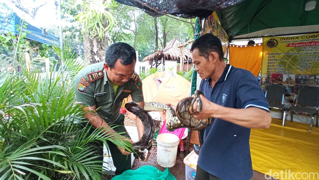 Demo rescue ular sanca liar oleh polisi hutan