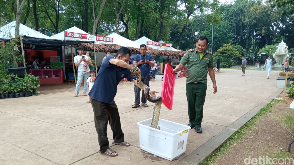 Demo rescue ular sanca liar oleh polisi hutan
