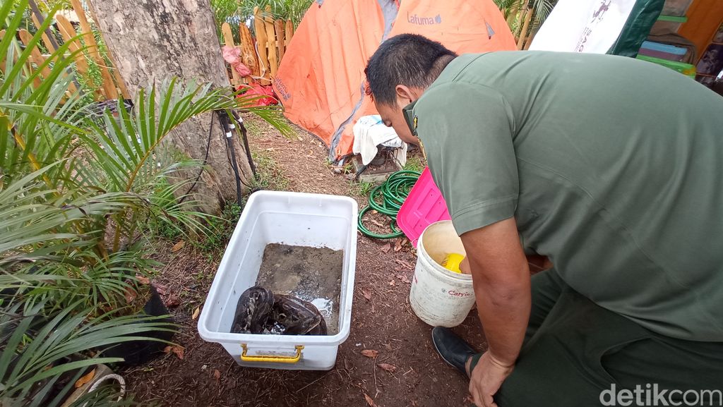 Demo rescue ular sanca liar oleh polisi hutan