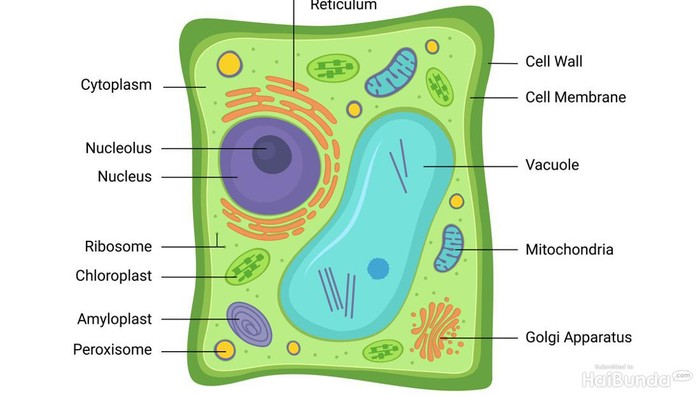 Bagian dari sel tumbuhan