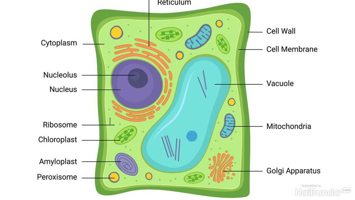 Bagian-bagian Penting pada Struktur Sel Tumbuhan, Siswa Sudah Tahu?