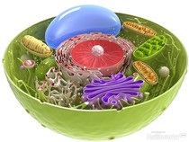 11 Organel Sel Tumbuhan Beserta Fungsinya