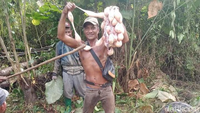 Seorang warga di Muna Barat, Sulawesi Tenggara, saat memegang telur-telur ular piton raksasa.