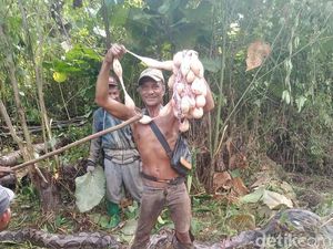 Piton Raksasa 7 Meter Ditangkap Warga di Muna Barat Punya Telur 1 Karung