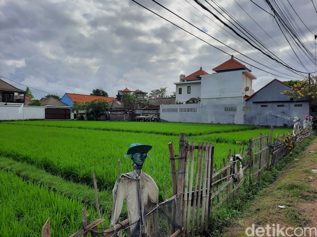 Suasana pagi di Pantai Berawa