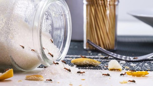 Mudah Ditiru, Ini 7 Cara Menyimpan Gula Agar Semut Minggir!