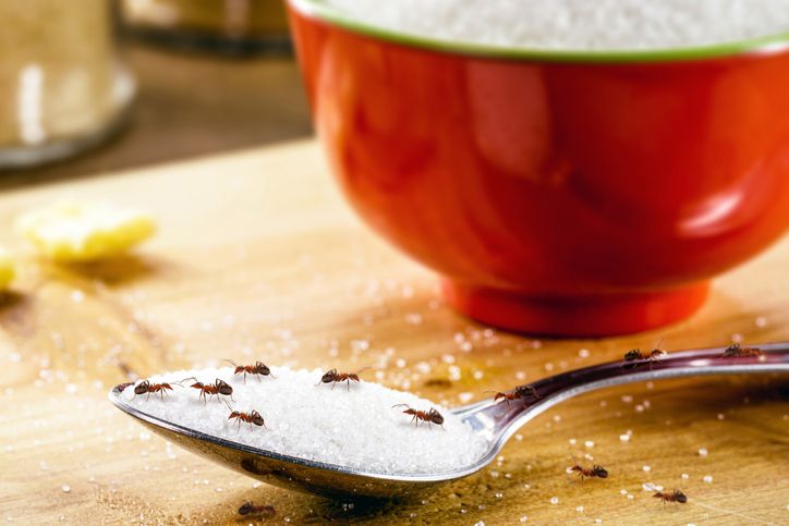 Mudah Ditiru, Ini 7 Cara Menyimpan Gula Agar Semut Minggir!