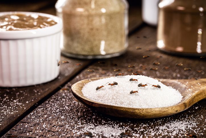 Mudah Ditiru, Ini 7 Cara Menyimpan Gula Agar Semut Minggir!
