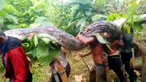 Ular piton raksasa saat dievakuasi warga Muna Barat, Sulawesi Tenggara.