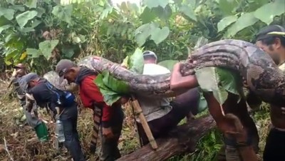 Potret Piton Raksasa Panjang 7 Meter Ditangkap Warga di Muna Barat