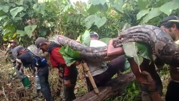 Ular piton raksasa saat dievakuasi warga Muna Barat, Sulawesi Tenggara.