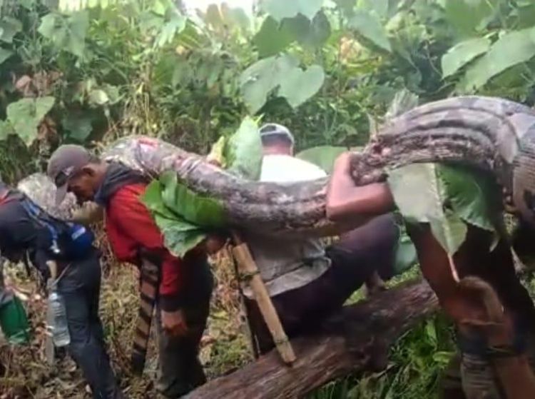 Potret Piton Raksasa Panjang 7 Meter Ditangkap Warga di Muna Barat