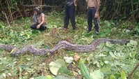 Piton raksasa ini ditangkap di Desa Latompe, Kecamatan Lawa, Kabupaten Muna Barat, Sultra pada Rabu (21/9) sekitar pukul 09.00 Wita. Saat itu, seorang warga setempat awalnya sedang membabat rumput kebunnya karena hendak ditanami jagung hingga dia tiba-tiba melihat piton raksasa itu dalam keadaan melilit. Foto: Pool