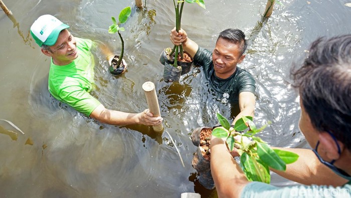 CGS-CIMB Sekuritas Indonesia melakukan aksi nyata penanaman 5.000 bibit Mangrove yaitu Mangrove Project Untuk Satu Bumi, Sabtu (24/9/2022). Aksi ini salah satunya dilakukan di Taman Wisata Alam Mangrove PIK, Jakut.
