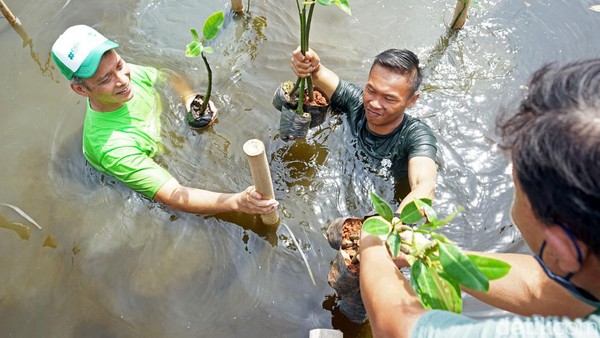 Panitia menyerahkan bibit mangrove kepada peserta untuk ditanam. Dalam kegiatan ini, Taman Wisata Alam Mangrove, Jakarta Utara mendapatkan tambahan 500 bibit baru tanaman mangrove.    