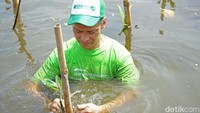 Seorang peserta menanam bibit mangrove. Metode bronjong ini dipilih karena cocok dengan karakter mangrove dan tanah, sedimentasi serta suhu dan cuaca yang ada di Taman Wisata Alam Mangrove, Jakarta Utara.  