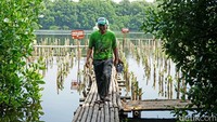 Kegiatan ini bertujuan untuk menyerap gas-gas rumah kaca (CO2 dan CH4) menjadi biofilter pencemaran air, menjaga kualitas air dan udara, dan melindungi pesisir pantai mangrove.  