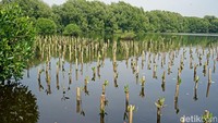 Mangrove turut serta dalam mengendalikan perubahan iklim dengan berperan sebagai paru-paru dunia melalui penyerapan serta penyimpanan karbon biru atau fungsi mitigasi dan berbagai fungsi lainnya.  