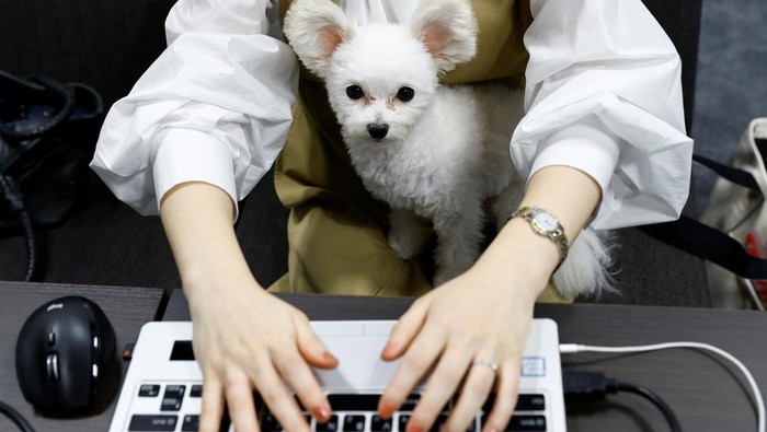 Yuka Hatagaki cuddles her five-year-old Maltese-poodle cross pet dog Noel as she works at an experimental 