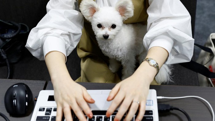 Asik Banget, Karyawan di Jepang Boleh Bawa Anjing ke Kantor Yuka Hatagaki cuddles her five-year-old Maltese-poodle cross pet dog Noel as she works at an experimental