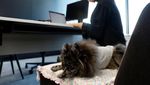 Asik Banget, Karyawan di Jepang Boleh Bawa Anjing ke Kantor