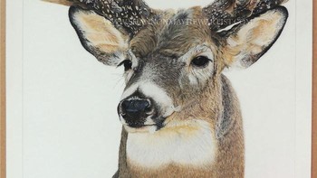 Tanduk rusanya detail banget. Foto: (Bored Panda).