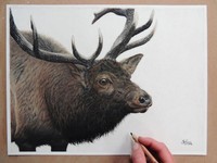 Keren banget! Cuma Pakai Pensil, Tapi Hasil Gambarnya Tampak Nyata