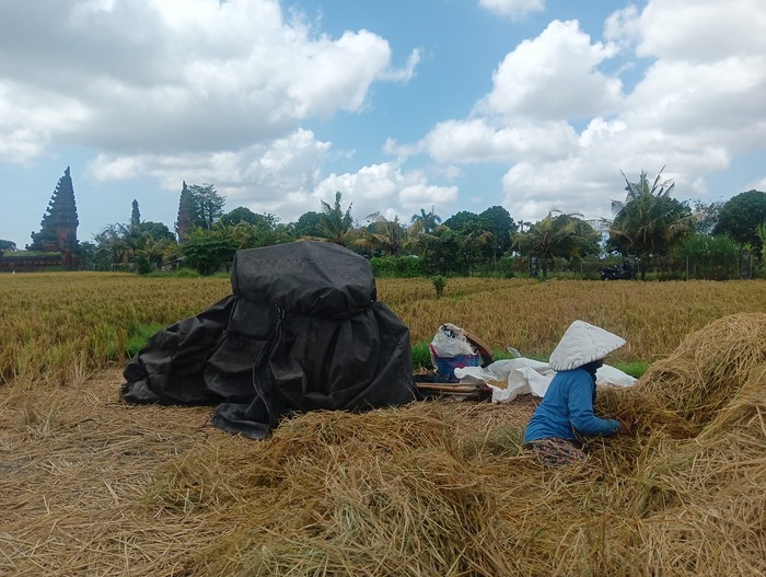 Nur, petani dari Banjar Belulang, Desa Belulang, Kapal ditemui detikBali di sawah yang bersebelahan dengan Kantor Pusat Pemerintahan (Puspem) Kabupaten Badung