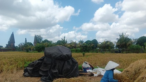 Nur, petani dari Banjar Belulang, Desa Belulang, Kapal ditemui detikBali di sawah yang bersebelahan dengan Kantor Pusat Pemerintahan (Puspem) Kabupaten Badung