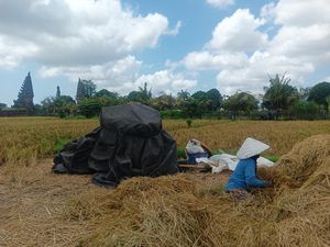 Nur Garap Sawah di Sempidi Badung Cuma Hasilkan Rp 1 Juta untuk 3 Bulan